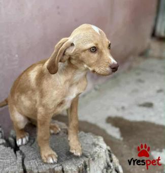 Ράτσα: Άγνωστο - Ημίαιμο | Ηλικία: 4 μηνών | Φύλο: Θηλυκό | Αρ. Microchip: 000000000000008 | Περιοχή: Καλύβια Θορικού, Αττική