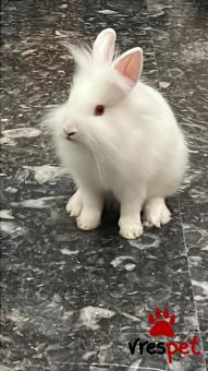 Είδος: Κουνέλι | Περιοχή: Πειραιάς, Αττική