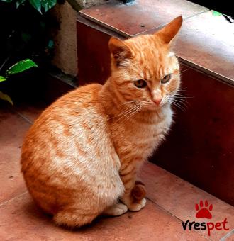 Ράτσα: Άγνωστο - Ημίαιμο | Ηλικία: 7 μηνών | Φύλο: Αρσενικό | Αρ. Microchip: 0 | Περιοχή: Νεάπολη Συκεές, Θεσσαλονίκη