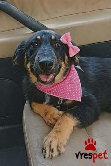Ράτσα: Κόλι - Collie | Ηλικία: 4 μηνών | Φύλο: Θηλυκό | Αρ. Microchip: 9000000000000000 | Περιοχή: Μινώα Πεδιάδα, Κρήτη