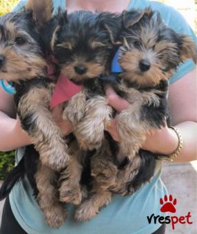 Ράτσα: Γιόρκσάϊρ τεριέ - Yorkshire Terrier | Ηλικία: 3 μηνών | Φύλο: Θηλυκό | Αρ. Microchip: 547445477747 | Ιδιώτης | Pedigree | Περιοχή: Αθήνα, Αττική
