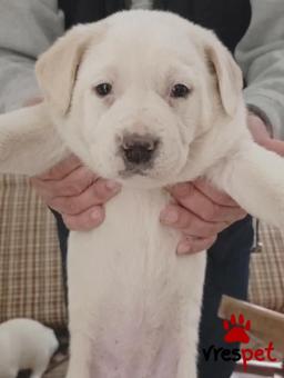 Ράτσα: Άγνωστο - Ημίαιμο | Ηλικία: 2 μηνών | Φύλο: Θηλυκό | Αρ. Microchip: - | Περιοχή: Κιλκίς, Μακεδονία