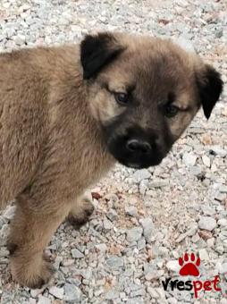 Ράτσα: Άγνωστο - Ημίαιμο | Ηλικία: 2,5 μηνών | Φύλο: Αρσενικό | Αρ. Microchip: 0000000 | Περιοχή: Κορδελιό Εύοσμος, Θεσσαλονίκη