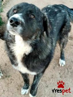 Ράτσα: Άγνωστο - Ημίαιμο | Ηλικία: 8 μηνών | Φύλο: Αρσενικό | Αρ. Microchip: - | Περιοχή: Κιλκίς, Μακεδονία