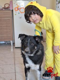 Ράτσα: Ελληνικός Ποιμενικός - Greek Shepherd | Ηλικία: 8 μηνών | Φύλο: Θηλυκό | Αρ. Microchip: 9400034569584 | Ημίαιμο | Περιοχή: Λαυρεωτική, Αττική