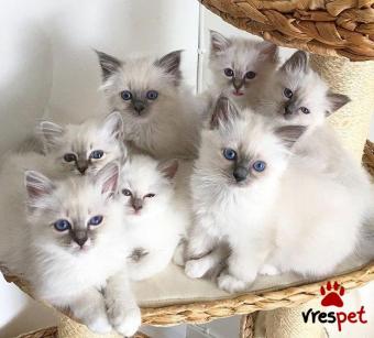 Ράτσα: Ράγκντολ | Ηλικία: 2,5 μηνών | Φύλο: Αρσενικό | Αρ. Microchip: 978177082345678 | Ιδιώτης | Pedigree | Περιοχή: Αθήνα, Αττική