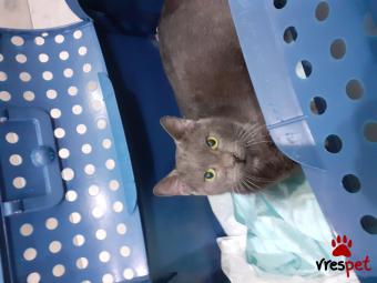 Ράτσα: Γάτα του Αιγαίου | Ηλικία: 5 μηνών | Φύλο: Αρσενικό | Αρ. Microchip: 9876553310987655322 | Ιδιώτης | Περιοχή: Αττική