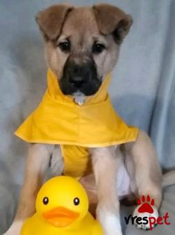 Ράτσα: Άγνωστο - Ημίαιμο | Ηλικία: 2,5 μηνών | Φύλο: Θηλυκό | Αρ. Microchip: - | Περιοχή: Κιλκίς, Μακεδονία