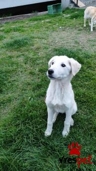 Ράτσα: Λαμπραντόρ - Labrador | Ηλικία: 5 μηνών | Φύλο: Αρσενικό | Αρ. Microchip: - | Ημίαιμο | Περιοχή: Θεσσαλονίκη, Θεσσαλονίκη