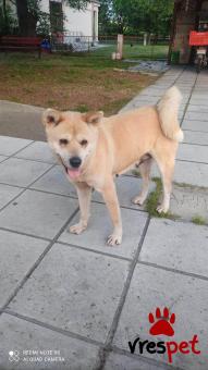 Ράτσα: Ακίτα Γιαπωνέζικος - Akita inu | Ηλικία: 2 ετών | Φύλο: Θηλυκό | Αρ. Microchip: - | Περιοχή: Θεσσαλονίκη, Θεσσαλονίκη