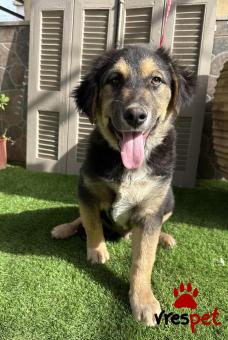 Ράτσα: Γερμανικός ποιμενικός Αλσατίας | Ηλικία: 4 μηνών | Φύλο: Αρσενικό | Αρ. Microchip: 0 | Ημίαιμο | Περιοχή: Γλυφάδα, Αττική