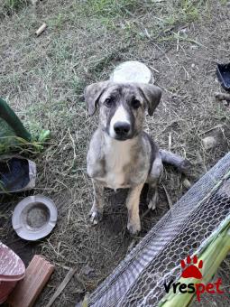 Ράτσα: Άγνωστο - Ημίαιμο | Ηλικία: 6 μηνών | Φύλο: Θηλυκό | Αρ. Microchip: 000000000000000000000 | Ημίαιμο | Περιοχή: Χαϊδάρι, Αττική