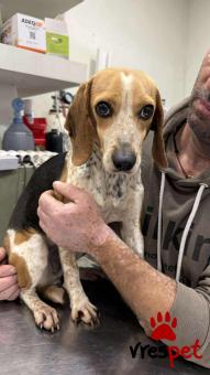 Ράτσα: Μπίγκλ - Beagle | Ηλικία: 5+ | Φύλο: Θηλυκό | Αρ. Microchip: 0 | Ημίαιμο | Περιοχή: Γλυφάδα, Αττική