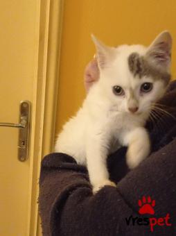 Ράτσα: Άγνωστο - Ημίαιμο | Ηλικία: 2 μηνών | Φύλο: Θηλυκό | Αρ. Microchip: 000000000000000000000 | Ημίαιμο | Περιοχή: Χαϊδάρι, Αττική