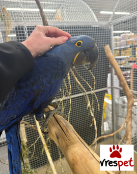 Είδος: Παπαγάλοι | Ιδιώτης | Περιοχή: Αθήνα, Αττική