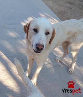 Ράτσα: Λαμπραντόρ - Labrador | Ηλικία: 2 ετών | Φύλο: Αρσενικό | Αρ. Microchip: 9910010002323636598 | Ημίαιμο | Περιοχή: Σαρωνικός, Αττική