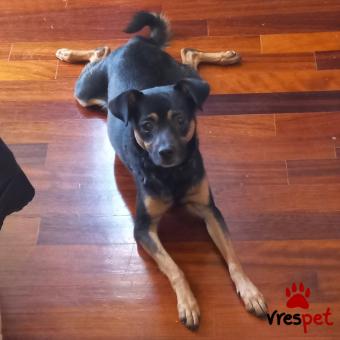 Ράτσα: Άγνωστο - Ημίαιμο | Ηλικία: 1 έτους | Φύλο: Αρσενικό | Αρ. Microchip: 900233004296036 | Περιοχή: Νέο Ψυχικό, Αττική