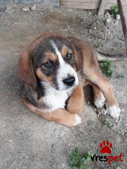 Ράτσα: Γκόλντεν Ριτρίβερ - Golden Retriever | Ηλικία: 2 μηνών | Φύλο: Θηλυκό | Αρ. Microchip: 445896100000024 | Ημίαιμο | Περιοχή: Αγιά, Θεσσαλία