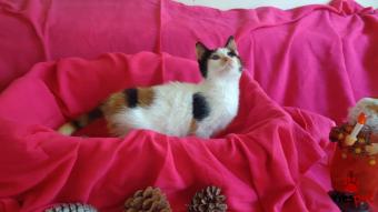 Ράτσα: Άγνωστο - Ημίαιμο | Ηλικία: 3 μηνών | Φύλο: Θηλυκό | Αρ. Microchip: - | Περιοχή: Αττική