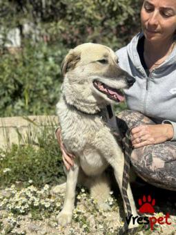 Ράτσα: Άγνωστο - Ημίαιμο | Ηλικία: 1 έτους | Φύλο: Αρσενικό | Αρ. Microchip: 000000000000008 | Περιοχή: Καλύβια Θορικού, Αττική