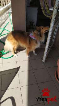 Ράτσα: Κόλι - Collie | Ηλικία: 4 ετών | Φύλο: Θηλυκό | Αρ. Microchip: 900057602064007 | Περιοχή: Τρίπολη, Πελλοπόνησος