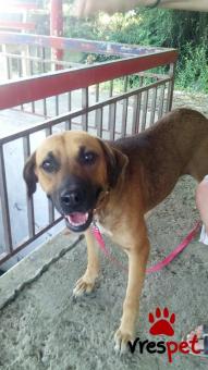 Ράτσα: Ροτβάϊλερ - Rottweiler | Ηλικία: 1 έτους | Φύλο: Θηλυκό | Αρ. Microchip: - | Ημίαιμο | Περιοχή: Αλεξάνδρεια, Μακεδονία