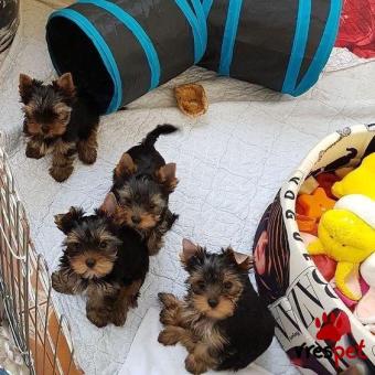 Ράτσα: Γιόρκσάϊρ τεριέ - Yorkshire Terrier | Ηλικία: 3 μηνών | Φύλο: Αρσενικό | Αρ. Microchip: 985112989734721 | Ιδιώτης | Εκπαιδευμένο | Pedigree | Περιοχή: Αθήνα, Αττική
