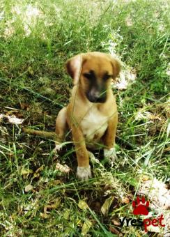 Ράτσα: Λαμπραντόρ - Labrador | Ηλικία: 4 μηνών | Φύλο: Αρσενικό | Αρ. Microchip: 901435213567879 | Περιοχή: Χαϊδάρι, Αττική