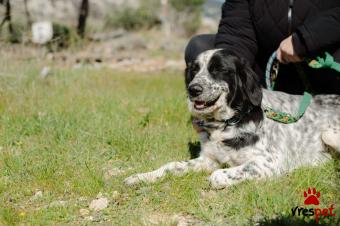 Ράτσα: Σέτερ Ιρλανδικός - Setter Irish | Ηλικία: 2 ετών | Φύλο: Θηλυκό | Αρ. Microchip: 000000000000000000000 | Ημίαιμο | Περιοχή: Χαϊδάρι, Αττική