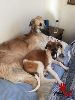 Ράτσα: Μπορζόϊ - Borzoi | Ηλικία: 2,5 μηνών | Φύλο: Αρσενικό | Αρ. Microchip: 985113009870055 | Ιδιώτης | Εκπαιδευμένο | Pedigree | Περιοχή: Αθήνα, Αττική