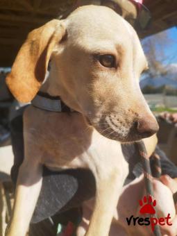 Ράτσα: Άγνωστο - Ημίαιμο | Ηλικία: 4 μηνών | Φύλο: Αρσενικό | Αρ. Microchip: 0000000000000 | Περιοχή: Κορωπί, Αττική