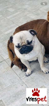 Ράτσα: Πάγκ - Pug | Ηλικία: 4 ετών | Φύλο: Θηλυκό | Αρ. Microchip: 900215006418994 | Περιοχή: Ελασσόνα, Θεσσαλία