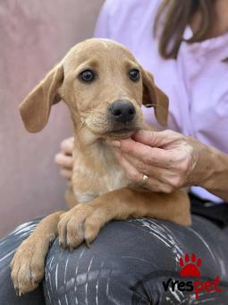 Ράτσα: Άγνωστο - Ημίαιμο | Ηλικία: 3 μηνών | Φύλο: Αρσενικό | Αρ. Microchip: 000000000000008 | Περιοχή: Καλύβια Θορικού, Αττική