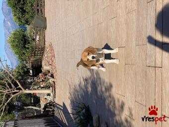 Ράτσα: Μπίγκλ - Beagle | Ηλικία: 5+ | Φύλο: Αρσενικό | Αρ. Microchip: 900062000201914 | Περιοχή: Κορυδαλλός, Αττική
