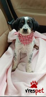 Ράτσα: Σέττερ Γκόρντον - Setter Gordon | Ηλικία: 2,5 μηνών | Φύλο: Θηλυκό | Αρ. Microchip: 1289675432222 | Περιοχή: Μινώα Πεδιάδα, Κρήτη