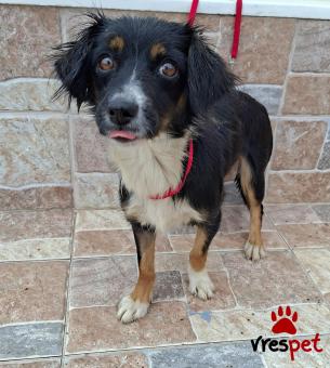 Ράτσα: Κοκόνι - Kokoni | Ηλικία: 3 ετών | Φύλο: Θηλυκό | Αρ. Microchip: 0 | Ημίαιμο | Περιοχή: Γλυφάδα, Αττική