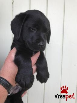 Ράτσα: Λαμπραντόρ - Labrador | Ηλικία: 3 μηνών | Φύλο: Θηλυκό | Αρ. Microchip: 902697002569002 | Ιδιώτης | Εκπαιδευμένο | Pedigree | Περιοχή: Αθήνα, Αττική