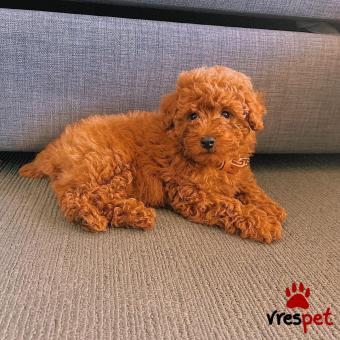 Ράτσα: Κανίς Βερικοκί - Caniche apricot | Ηλικία: 3 μηνών | Φύλο: Θηλυκό | Αρ. Microchip: 905890404890478 | Ιδιώτης | Εκπαιδευμένο | Pedigree | Περιοχή: Αθήνα, Αττική