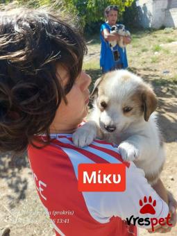Ράτσα: Ελληνικός Ποιμενικός - Greek Shepherd | Ηλικία: 2 μηνών | Φύλο: Θηλυκό | Αρ. Microchip: 990000014587458 | Ημίαιμο | Περιοχή: Λαυρεωτική, Αττική