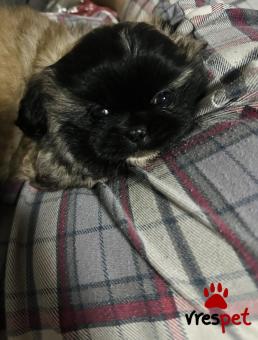 Ράτσα: Πεκινουά - Pekignese | Ηλικία: 2 μηνών | Φύλο: Αρσενικό | Αρ. Microchip: 1 | Περιοχή: Κομοτηνή, Θράκη