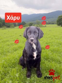 Ράτσα: Λαμπραντόρ - Labrador | Ηλικία: 6 μηνών | Φύλο: Αρσενικό | Αρ. Microchip: 990000014587458 | Ημίαιμο | Περιοχή: Λαυρεωτική, Αττική