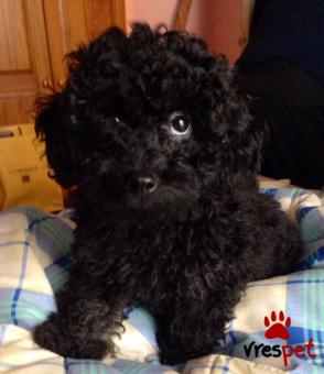 Ράτσα: Κανίς μίνι μαύρο - Canishe black | Ηλικία: 3 μηνών | Φύλο: Θηλυκό | Αρ. Microchip: 985433009825630 | Ιδιώτης | Εκπαιδευμένο | Pedigree | Περιοχή: Αθήνα, Αττική