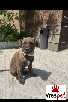 Ράτσα: Άγνωστο - Ημίαιμο | Ηλικία: 3 μηνών | Φύλο: Θηλυκό | Αρ. Microchip: 0 | Ημίαιμο | Περιοχή: Μάνδρα Ειδύλλια, Αττική