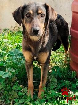 Ράτσα: Άγνωστο - Ημίαιμο | Ηλικία: 1 έτους | Φύλο: Θηλυκό | Αρ. Microchip: 0000000 | Περιοχή: Κορδελιό Εύοσμος, Θεσσαλονίκη