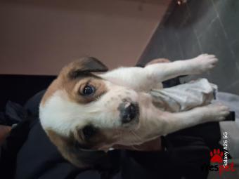 Ράτσα: Άγνωστο - Ημίαιμο | Ηλικία: 2 μηνών | Φύλο: Αρσενικό | Αρ. Microchip: 0 | Περιοχή: Κηφισιά, Αττική