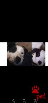 Ράτσα: Πίτ μπούλ - pitbull | Ηλικία: 8 μηνών | Φύλο: Αρσενικό | Αρ. Microchip: ...  | Περιοχή: Ξάνθη, Θράκη