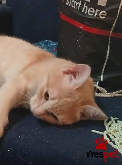 Ράτσα: Όκικατ | Ηλικία: 5 μηνών | Φύλο: Αρσενικό | Αρ. Microchip: Η12987 | Για ζευγάρωμα | Περιοχή: Αθήνα, Αττική