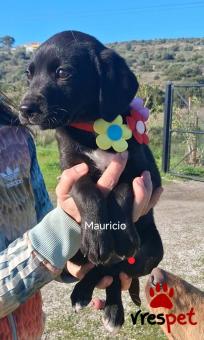 Ράτσα: Άγνωστο - Ημίαιμο | Ηλικία: 4 μηνών | Φύλο: Αρσενικό | Αρ. Microchip: 999999999999999 | Περιοχή: Αττική