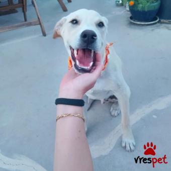 Ράτσα: Λαμπραντόρ - Labrador | Ηλικία: 7 μηνών | Φύλο: Αρσενικό | Αρ. Microchip: 900000000000000 | Ημίαιμο | Περιοχή: Πεύκη, Αττική