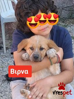 Ράτσα: Λαμπραντόρ - Labrador | Ηλικία: 3 μηνών | Φύλο: Θηλυκό | Αρ. Microchip: 9400034569584 | Περιοχή: Λαυρεωτική, Αττική